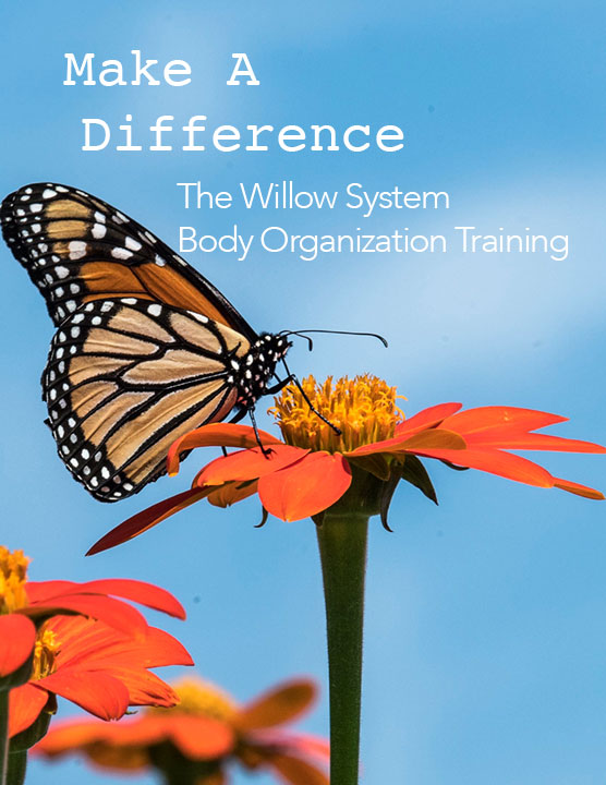 Willow Body Organization Training