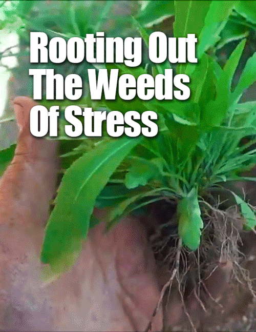 Weed Out The Stress