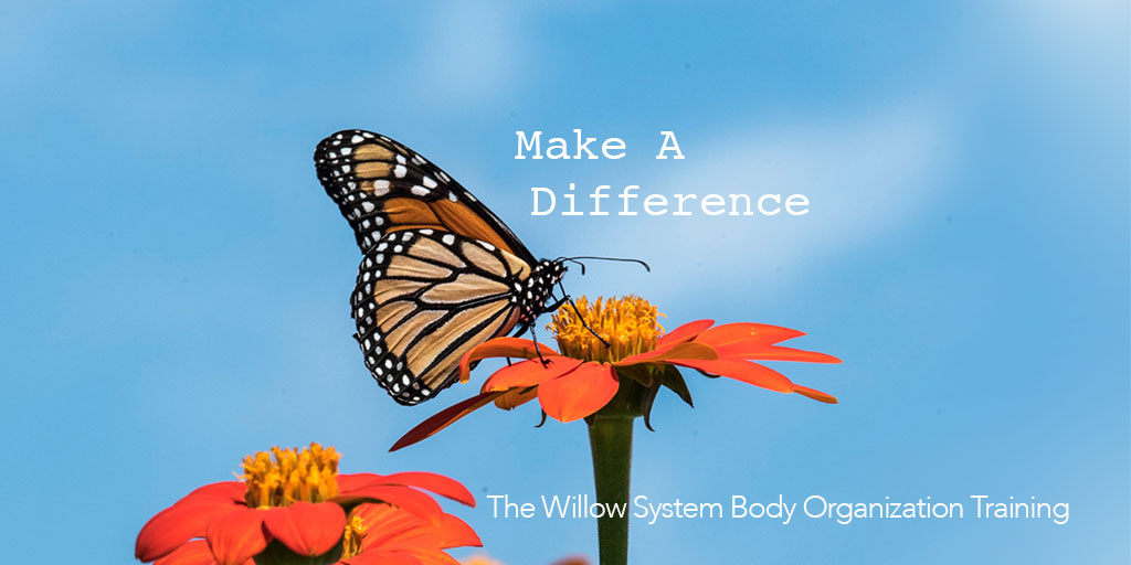 AYM: Train for a New Career with Willow's Body Organization 